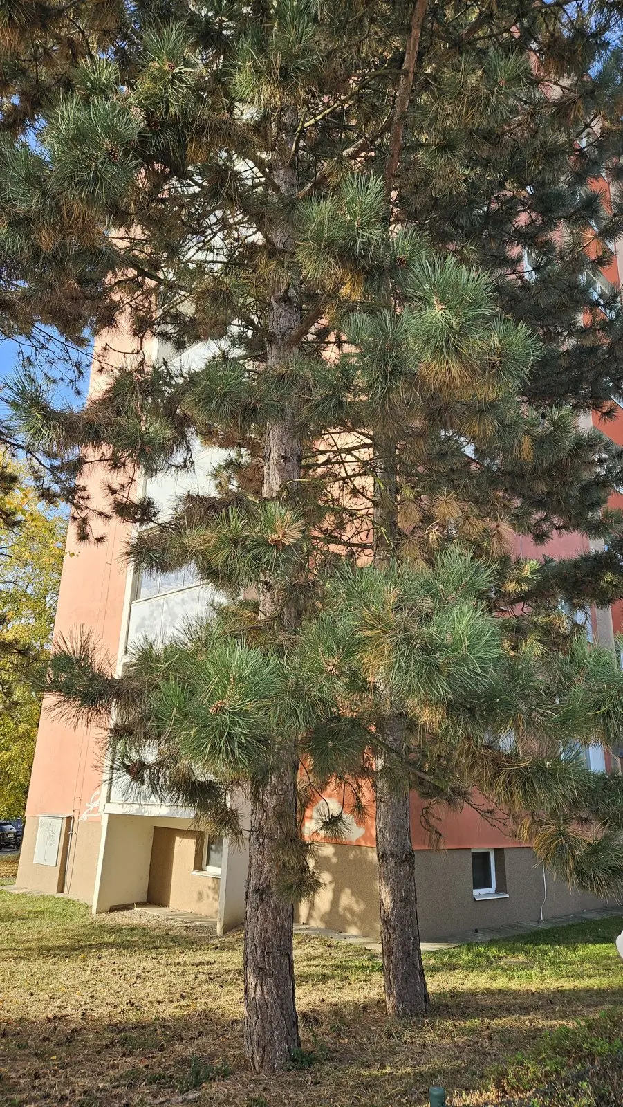 Borovice černá – Strom
