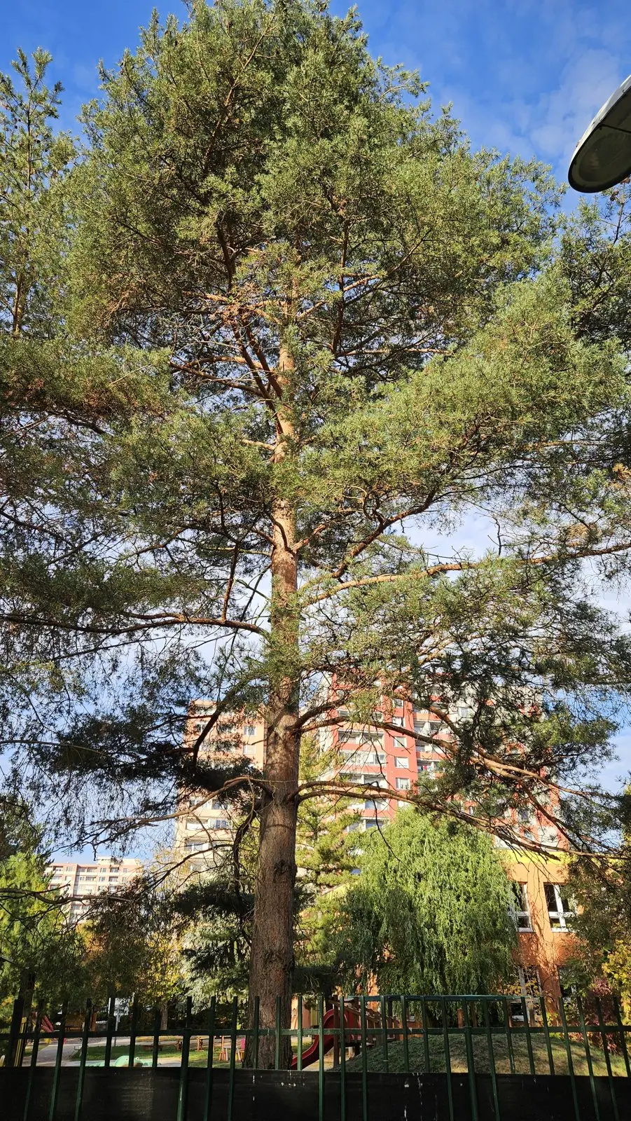 Borovice lesní – Strom