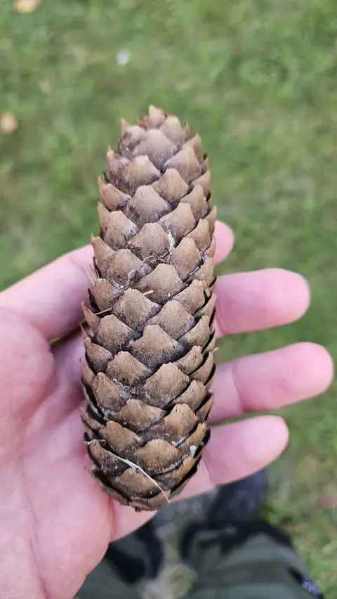Smrk ztepilý – šiška