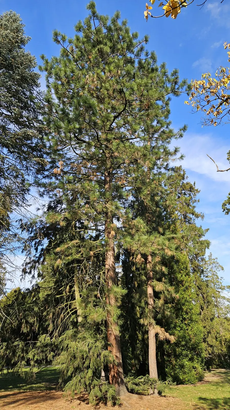 Borovice těžká (žlutá) – Strom