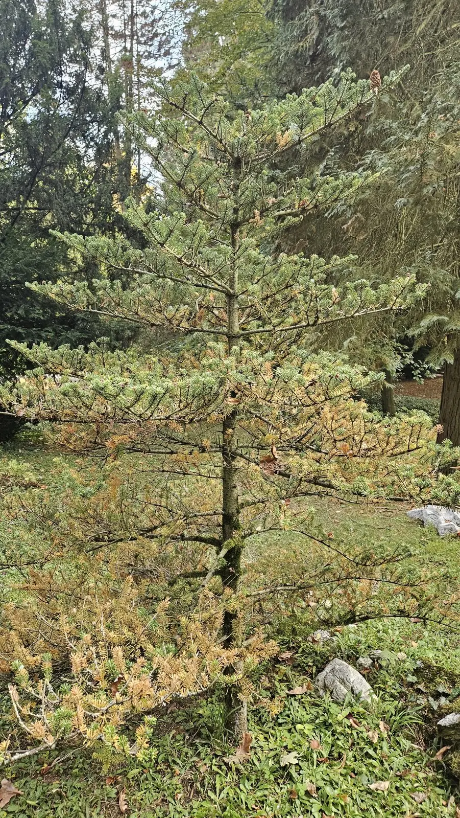 Jedle korejská – Strom