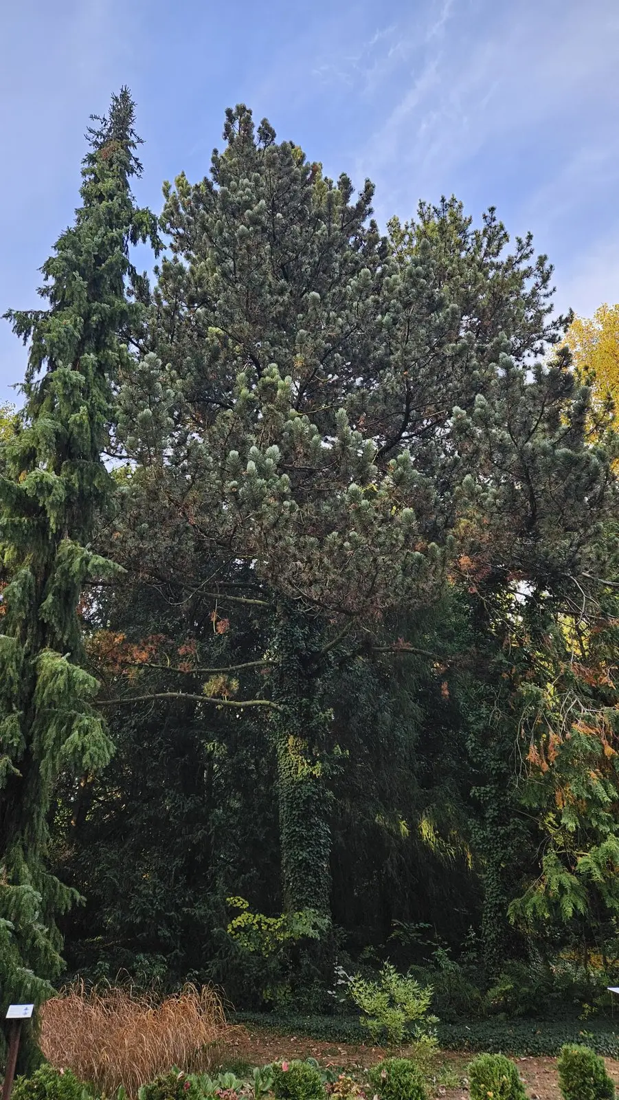 Borovice Heldreichova – Strom