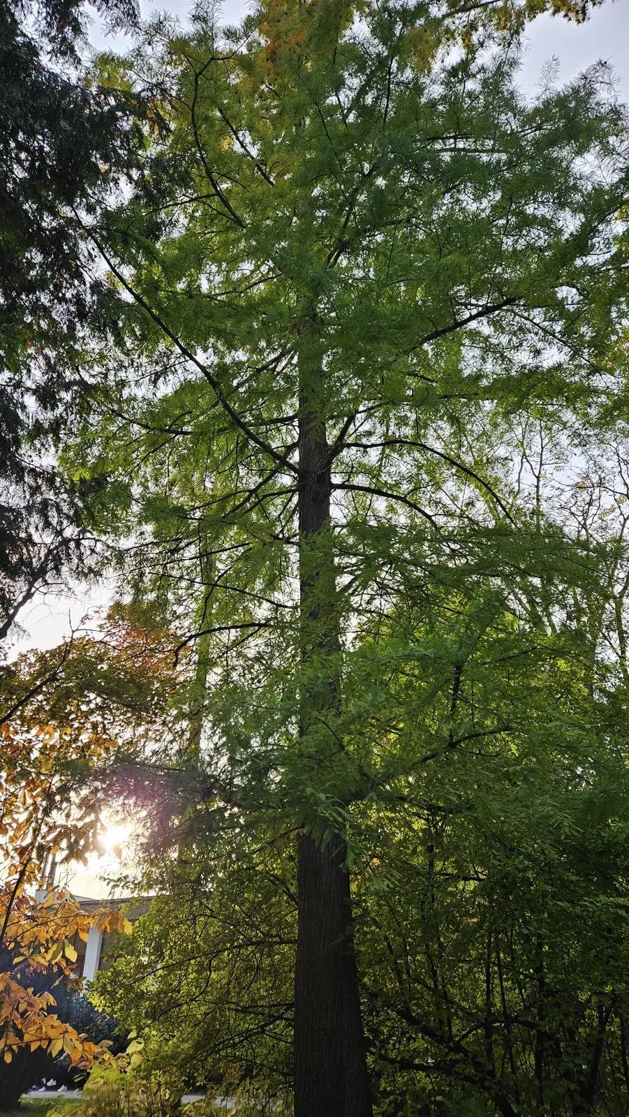 Tisovec dvouřadý – Strom